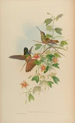 Helianthea violifera